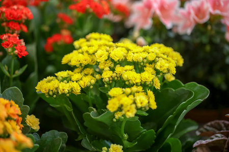 Beautiful blooming kalanchoe flowers, closeup. tropical plant
