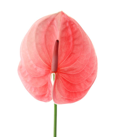 Beautiful pink anthurium flower on white background. tropical plantの写真素材