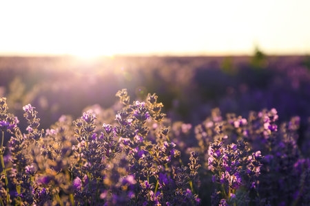 Beautiful blooming lavender in the field on summer dayの写真素材