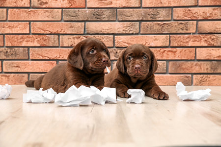 Mischievous chocolate Labrador Retriever puppies and torn paper near wall indoorsの写真素材