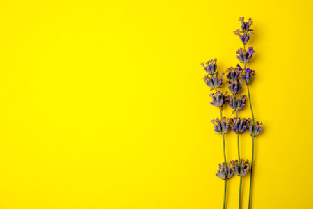 Lavender flowers on color background, top viewの写真素材