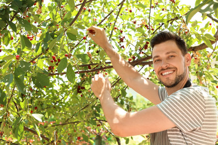 Man picking cherries in garden on sunny dayの写真素材