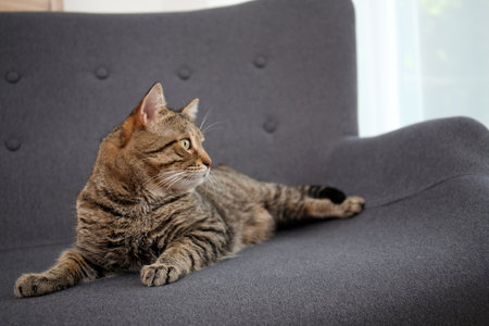 Cute cat resting on sofa at homeの写真素材