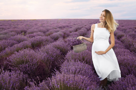 Pregnant woman in lavender field on summer dayの写真素材
