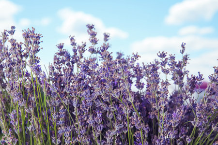 Beautiful lavender flowers in bloom outdoors, closeupの写真素材