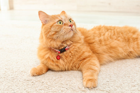 Adorable red cat lying on carpet indoorsの写真素材