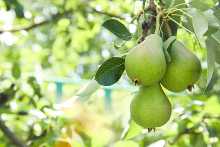 Branch of pear tree with fruits, closeupの写真素材