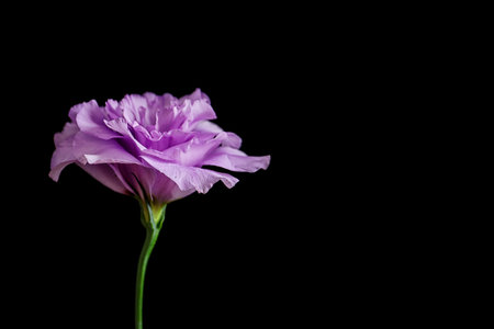 Beautiful Eustoma flower on dark backgroundの写真素材