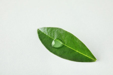 Beautiful green leaf with water drop on white background