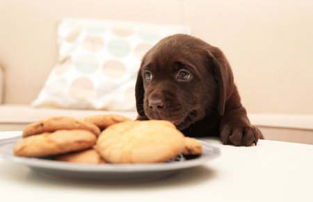 Chocolate Labrador Retriever puppy near plate with cookies indoorsの写真素材