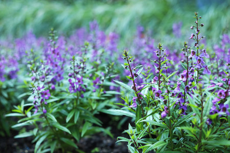 Beautiful blooming flowers in the garden. spring time blossomの写真素材