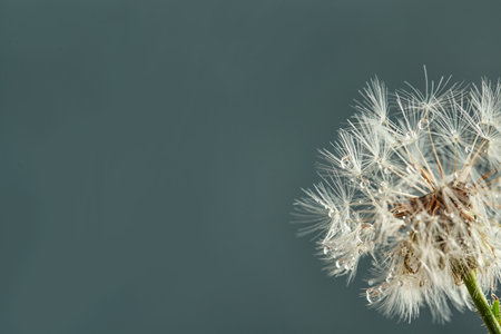 Beautiful dandelion flower with water drops on color background, closeupの写真素材