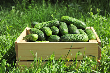 Wooden crate with ripe fresh cucumbers on green grassの写真素材