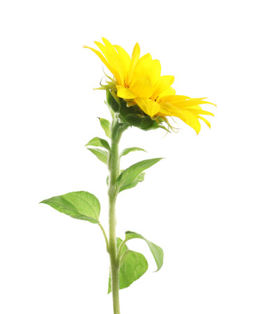 Beautiful bright yellow sunflower on white backgroundの写真素材