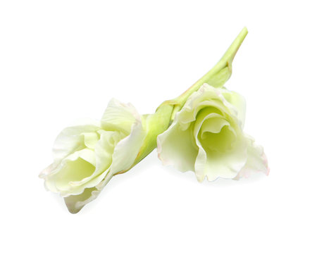 Beautiful gladiolus flowers on white backgroundの写真素材