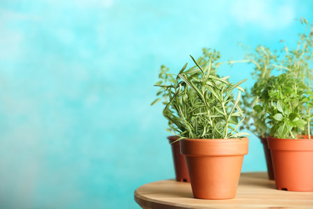 Pots with fresh rosemary on table against color backgroundの写真素材