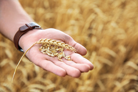 Young man with wheat grains in the field, closeup. Cereal farming