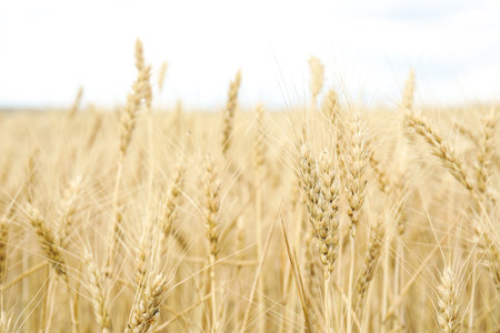 Golden wheat grain field. Cereal farmingの写真素材