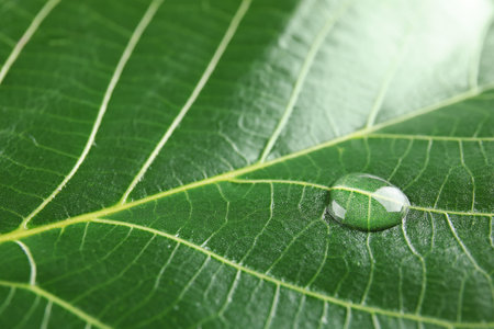 Beautiful green leaf with water drop, closeup