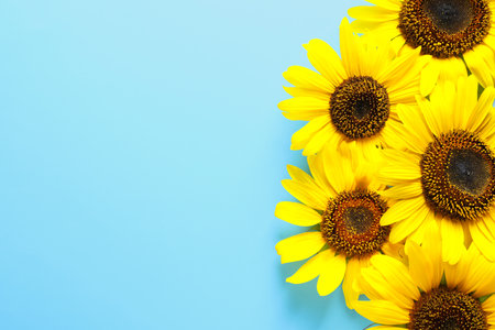 Beautiful bright sunflowers on color background, top viewの写真素材