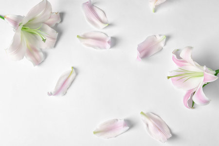 Flat lay composition with beautiful blooming lily flowers on white backgroundの写真素材