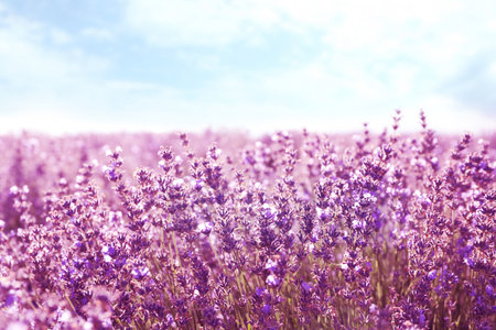 Beautiful blooming lavender in the field on summer dayの写真素材