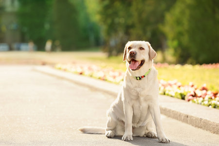 Cute yellow labrador retriever outdoors on sunny dayの写真素材