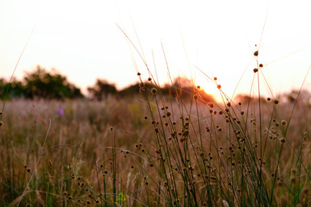 beautiful meadow with wild flowers in twilight