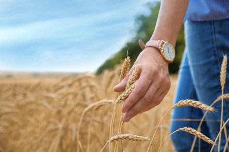 Young woman in grain field, closeup. Cereal farmingの写真素材