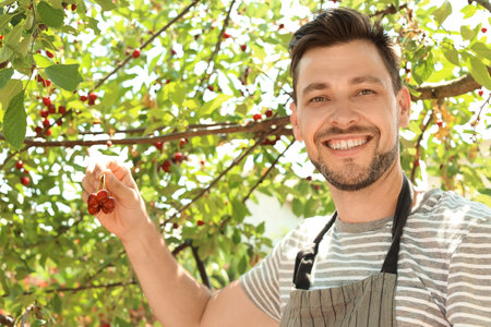 Man picking cherries in garden on sunny day