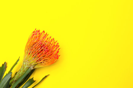 Beautiful protea flower on yellow background. tropical plantの写真素材