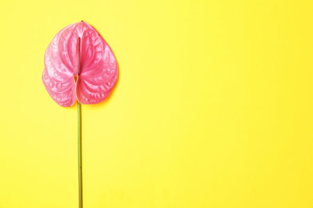 Beautiful pink anthurium flower on yellow background. tropical plantの写真素材