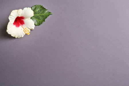 Beautiful tropical Hibiscus flower on color background with space for design, top viewの写真素材