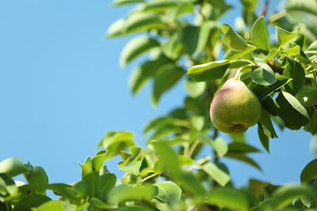 Ripe juicy pear on tree branch in gardenの写真素材