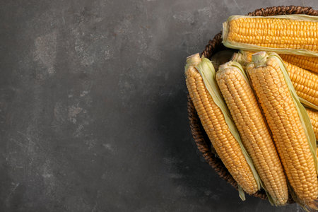 Basket with tasty sweet corn cobs on gray background, top view