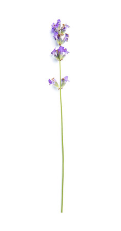 Beautiful blooming lavender flower on white backgroundの写真素材