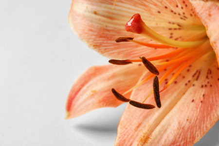 Beautiful blooming lily flower on white background, closeupの写真素材