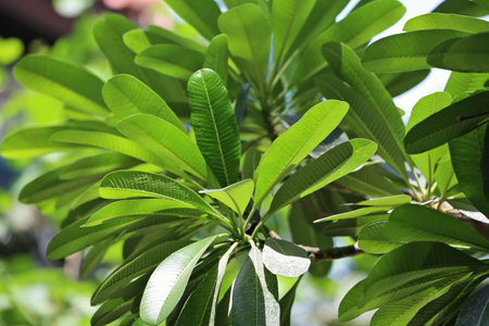 Green leaves of exotic plant at tropical resort on sunny day