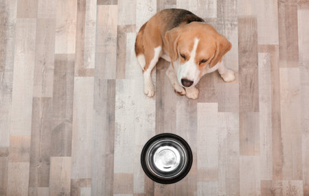 Cute Beagle dog sitting on floor near bowl, top viewの写真素材