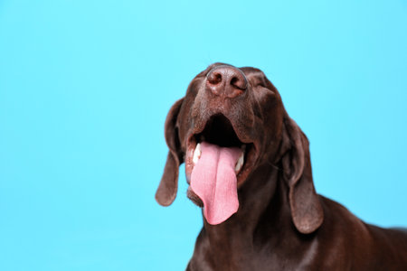 German Shorthaired Pointer dog on color backgroundの写真素材