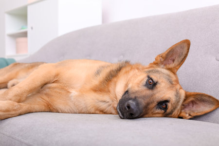 Adorable German shepherd dog resting on sofa indoorsの写真素材