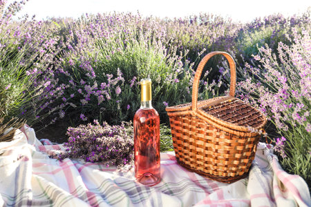 Bottle of wine and basket on blanket in lavender fieldの写真素材