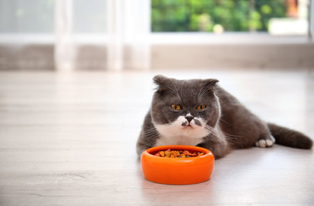 Adorable cat near bowl of food indoors. pet careの写真素材