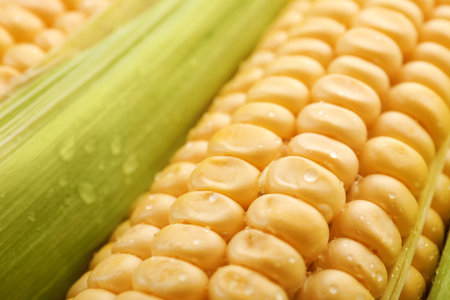 Tasty sweet corn cob as background, closeupの写真素材
