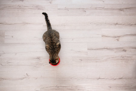 Adorable cat near bowl of food indoors, top view. pet careの写真素材