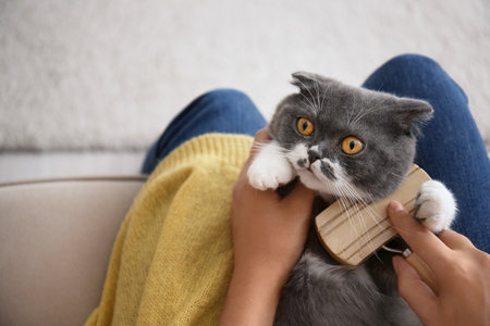 Woman brushing her cat at home, top viewの写真素材