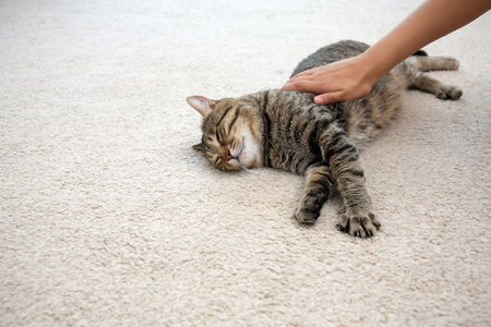 Woman stroking her cat while it resting on carpet at homeの写真素材
