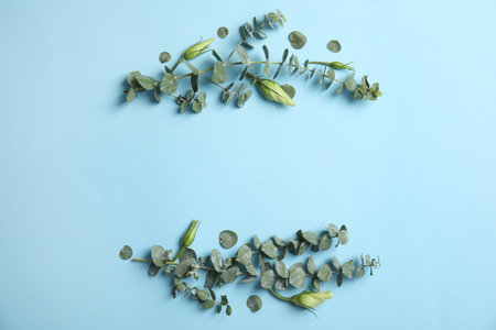 Eucalyptus branches with fresh green leaves and flowers on color background. Flat lay composition with space for designの写真素材