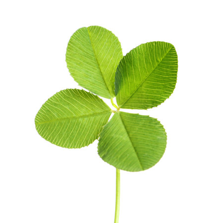 Green four-leaf clover on white backgroundの写真素材