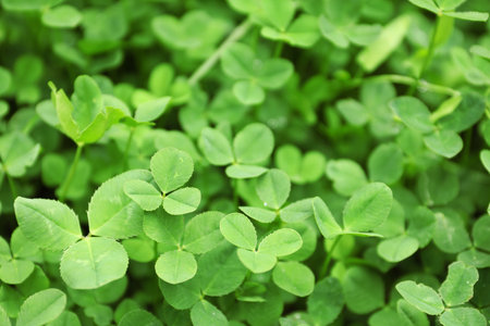 Green clover leaves as backgroundの写真素材